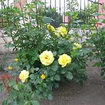 Daire Bodzavirag *