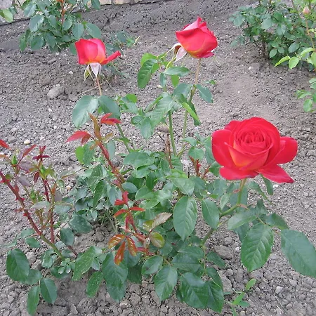 公寓 博德萨维纳格公寓 Hegykő