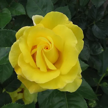 公寓 博德萨维纳格公寓 Hegykő