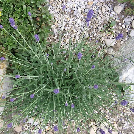 博德萨维纳格公寓 Hegykő