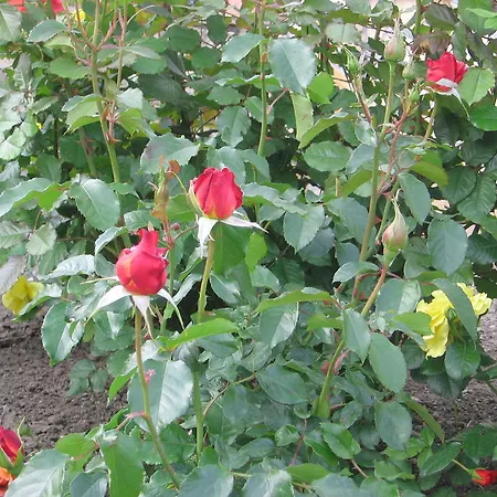 博德萨维纳格公寓