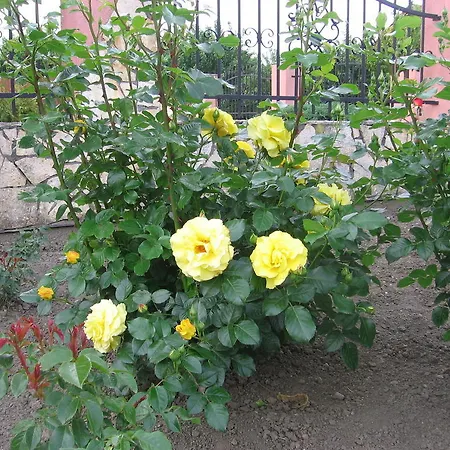 公寓 博德萨维纳格公寓 *