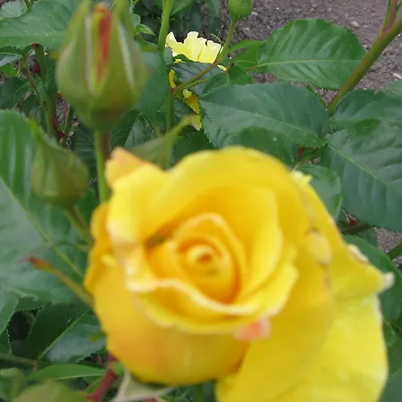 博德萨维纳格公寓 Hegykő