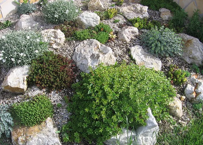 Bodzavirag Hegykő