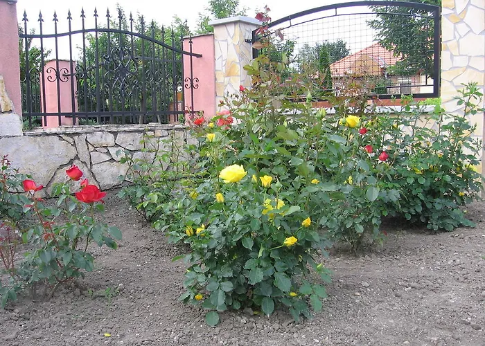 Bodzavirag