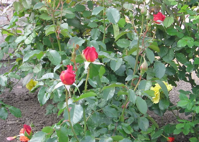 Bodzavirag
