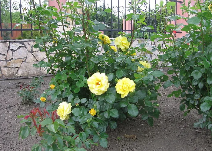 Apartament Bodzavirag *